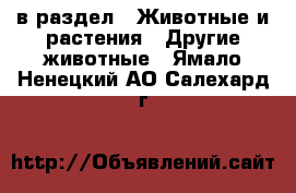  в раздел : Животные и растения » Другие животные . Ямало-Ненецкий АО,Салехард г.